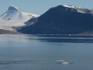 beluga's